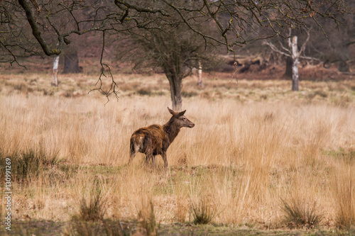 Beautiful portrait of a deer roaming free in the park