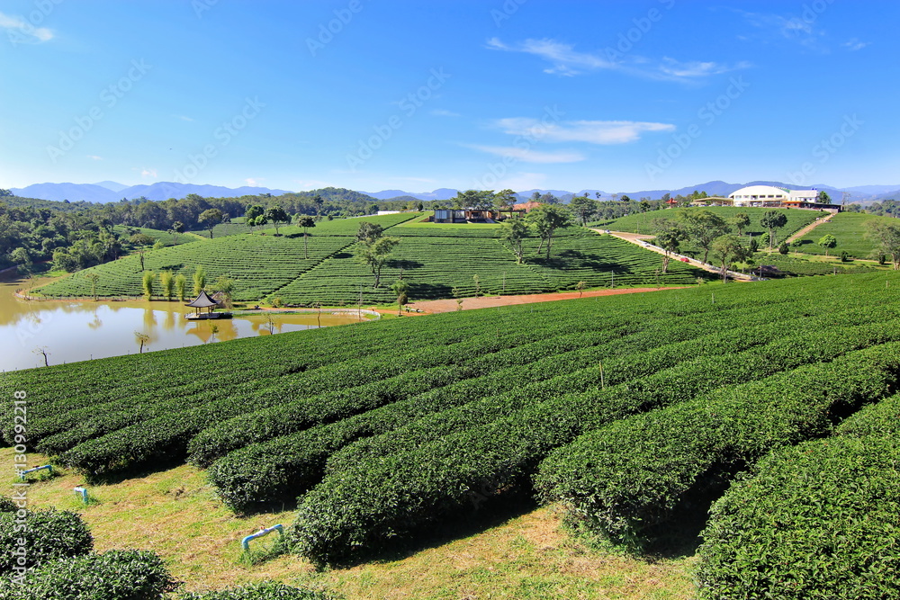Tea plantation in Chiang rai, Thailand