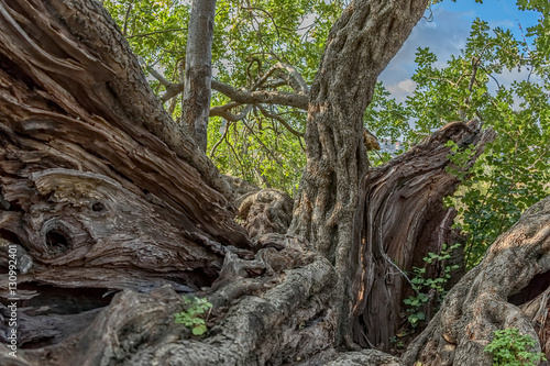 Carob tree trunk © Dario Bajurin