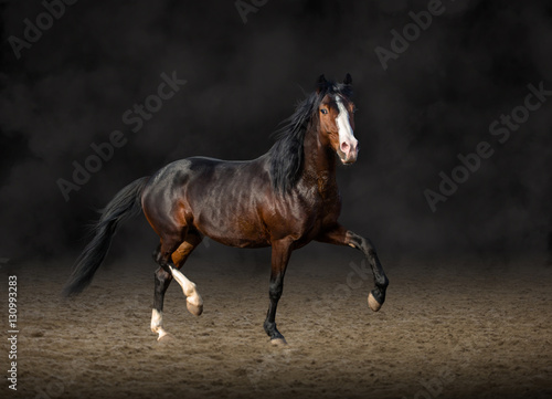 Bay horse running on smoke and black background