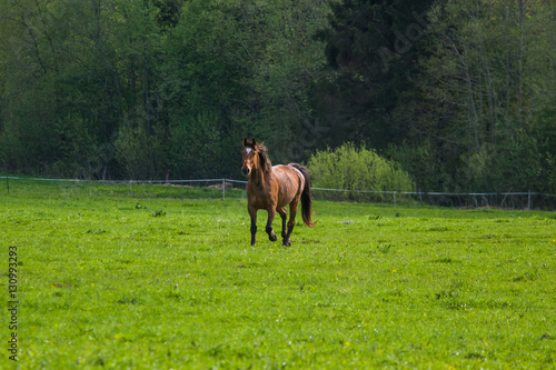 Horses grazing in the spring field © dachux21