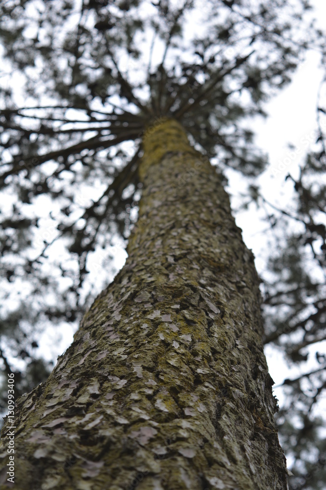 tall tree trunk seen from below