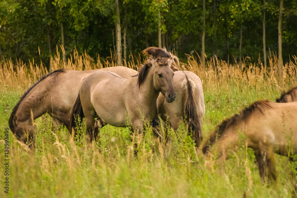Fototapeta premium Wild horses grazing in a meadow