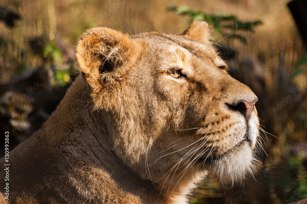Naklejka premium Lions sunbathing in the zoo