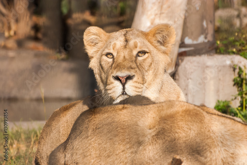 Lions sunbathing in the zoo