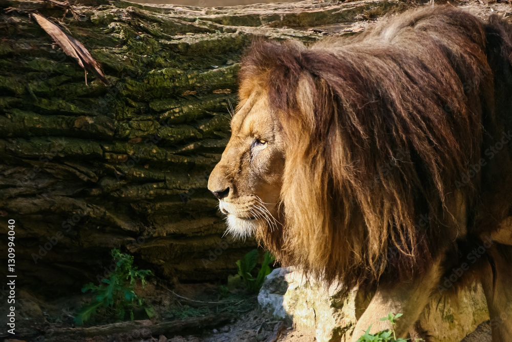 Naklejka premium Lions sunbathing in the zoo