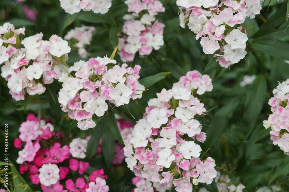 carnation flowers carnation flowers