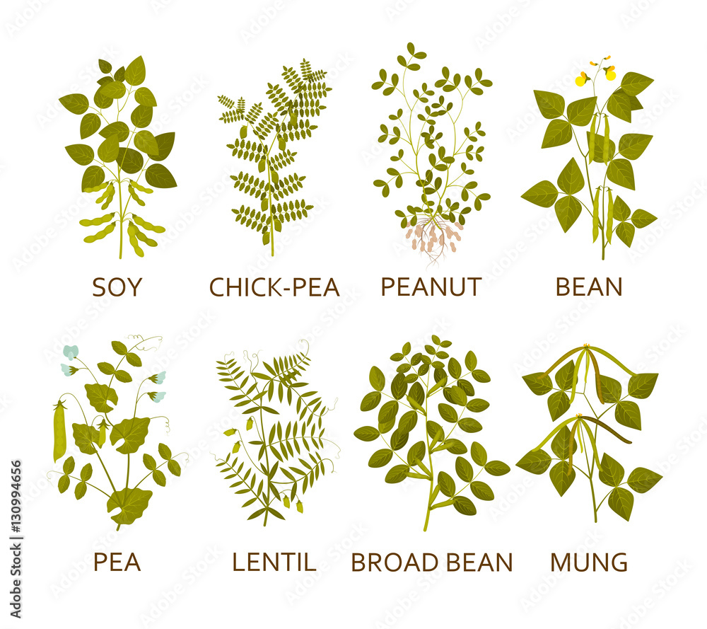 Legumes plants with leaves, pods and flowers. Vector illustration