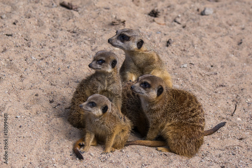 Meercat family in the zoo photo