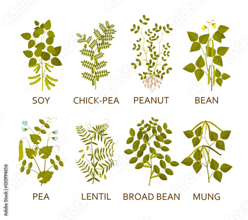 Legumes plants with leaves, pods and flowers. Vector illustration.