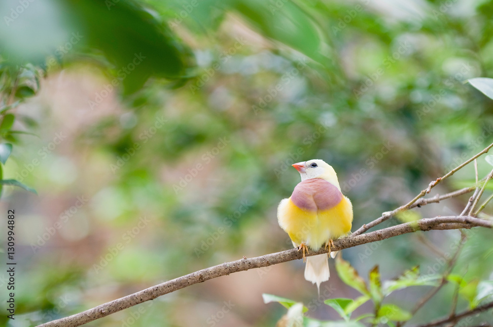Fototapeta premium Juvenile Gauldian Finch