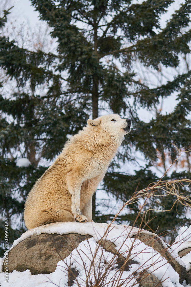 Obraz premium シンリンオオカミの遠吠え 