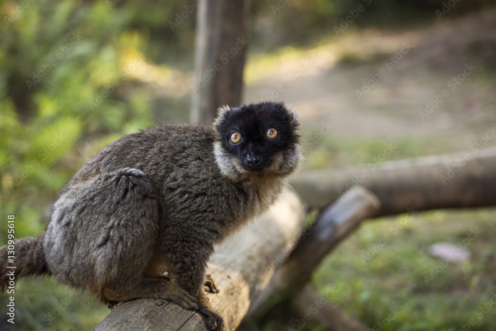 Obraz premium Lemur in their natural habitat, Madagascar.
