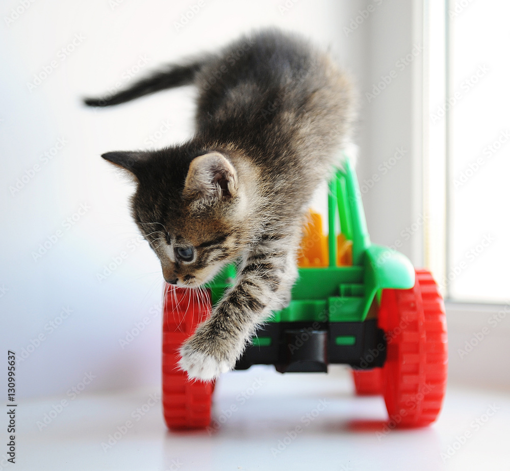 Fototapeta Small tabby fluffy kitten riding a toy car on the windowsill