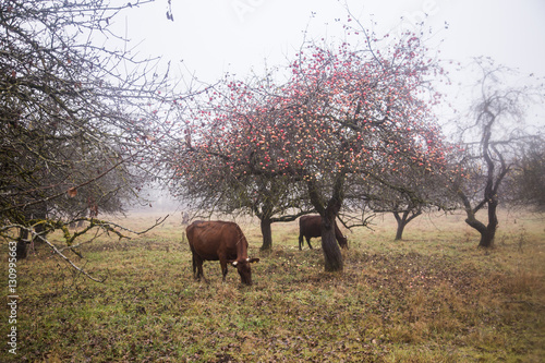 Cows grazing in an old orchard in the misty autumn day