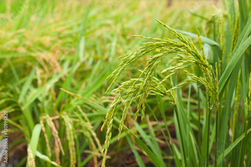Rice spike in the field.
