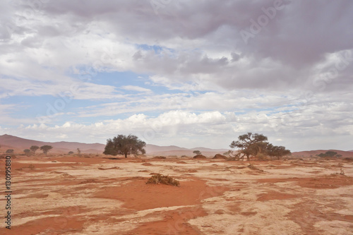 desert landscape