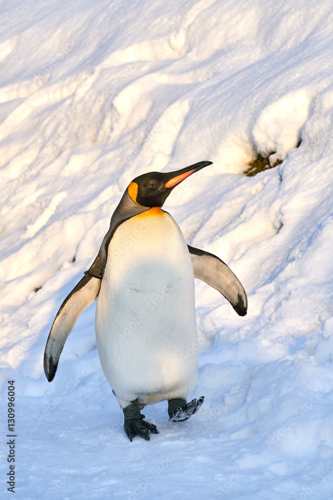 Naklejka premium 雪の上を散歩するコウテイペンギン 