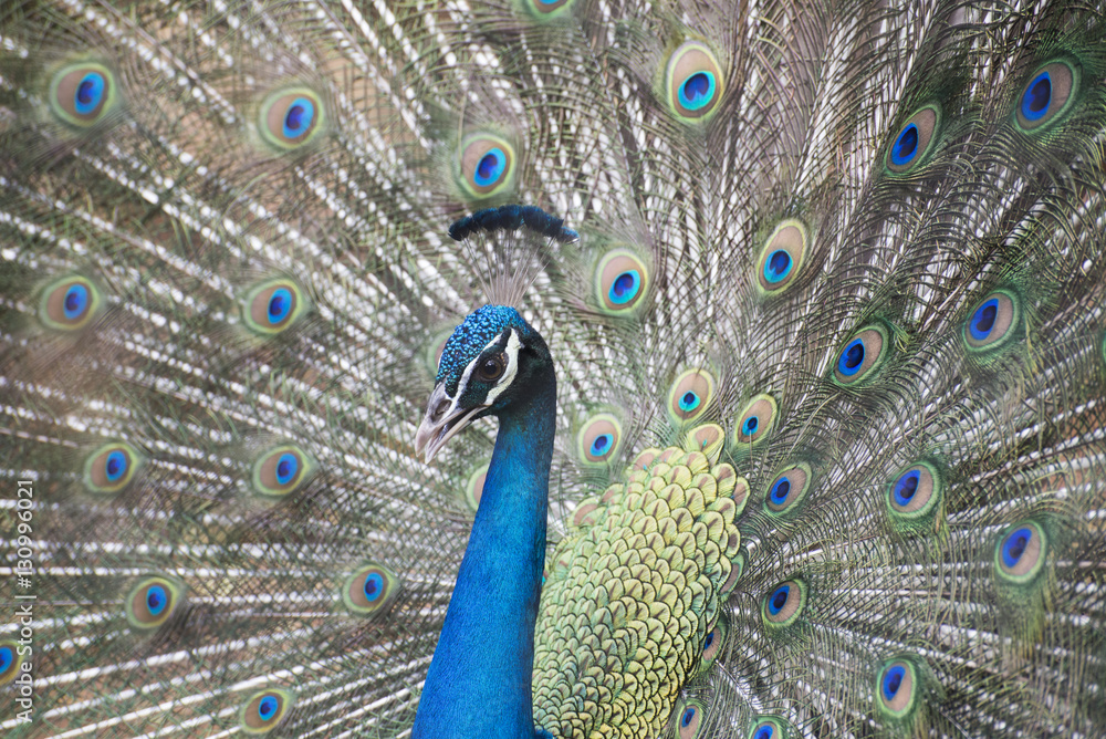 Obraz premium Peacock dancing to woo its partner