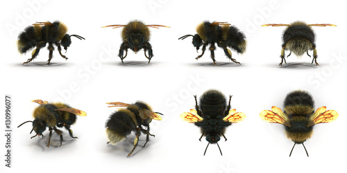 The Bumblebee or Bumble Bee Bombus terrestris isolated renders set from different angles on a white. 3D illustration