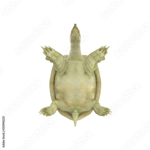 Chinese Softshell Turtle on white. Bottom view. 3D illustration