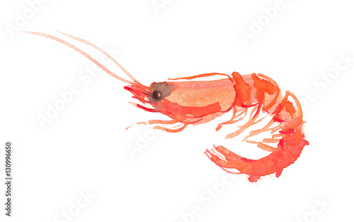 Single orange shrimp painted in watercolor on clean white background photo