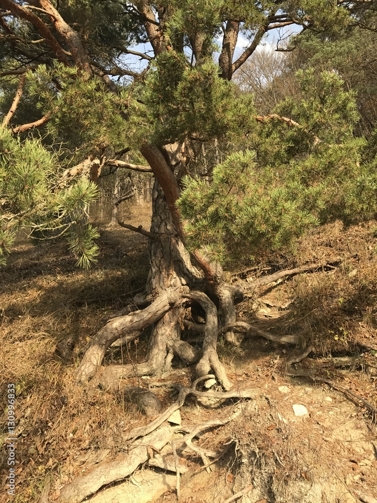 Nadelbaum Herbst Nadelbaum Herbst