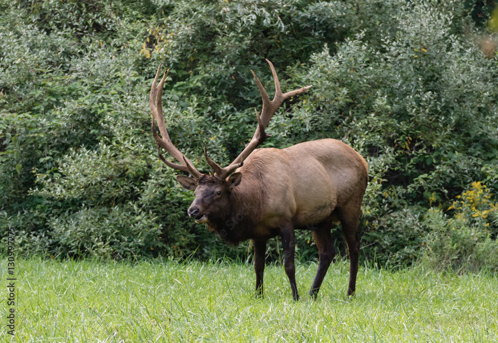 Fototapeta premium BULL ELK