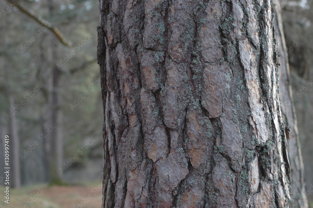 Closeup of the texture of Scot's pine bark Closeup of the texture of Scot's pine bark