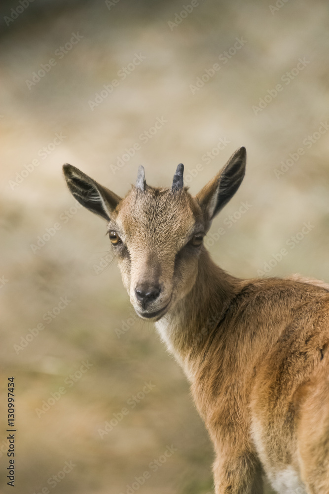 A beautiful portrait of a goat in the zoo