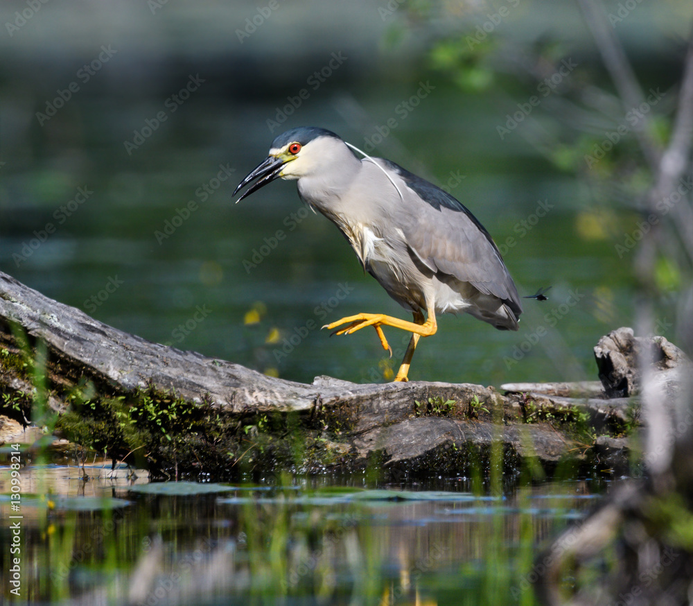 Fototapeta premium Black-crowned Night Heron Walking