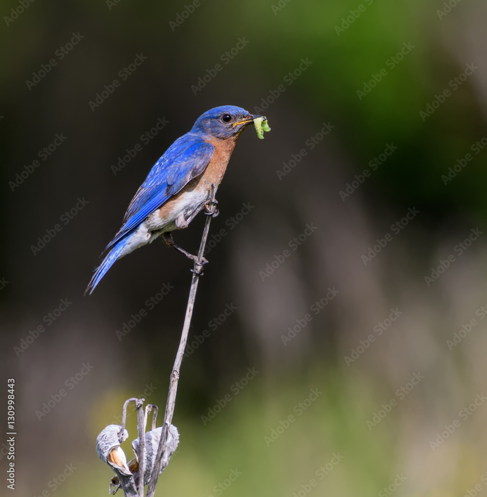 Obraz premium Eastern Bluebird