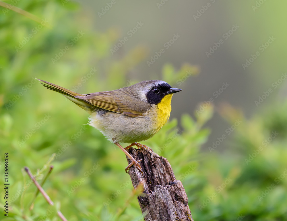 Fototapeta premium Common Yellowthroat