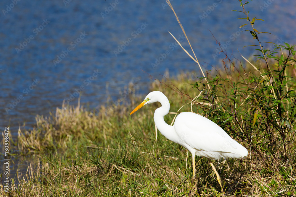Great Egret