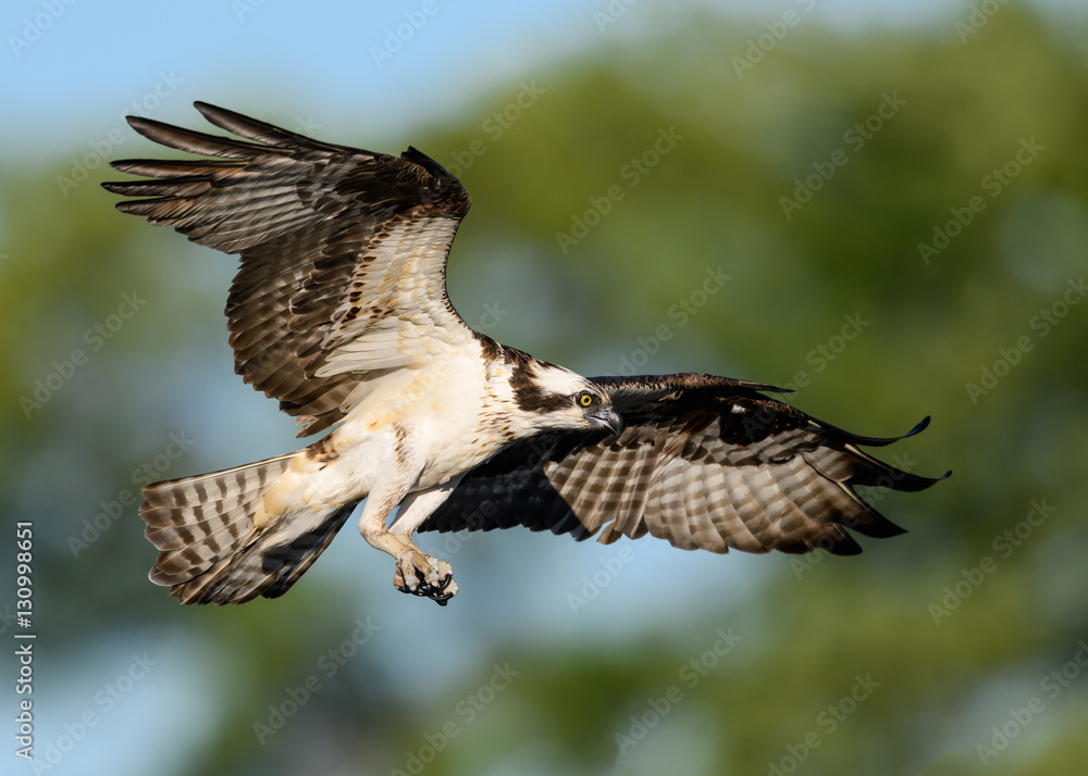 Fototapeta premium Osprey in Flight Landing