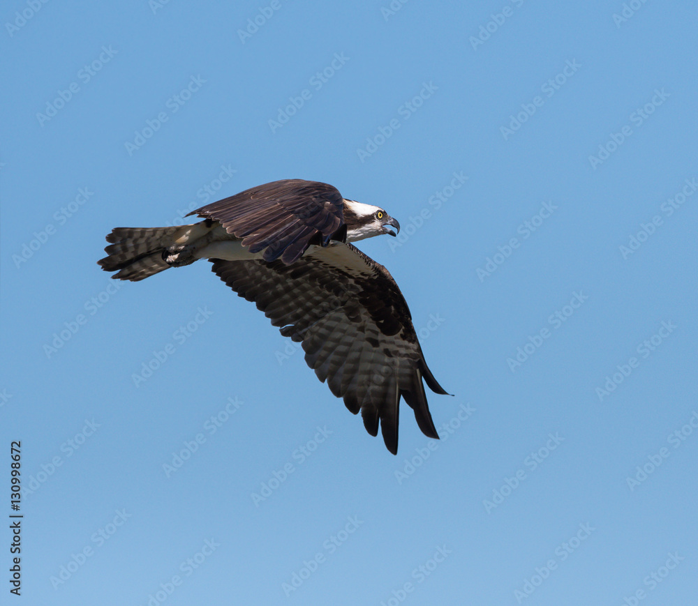 Obraz premium Osprey in Flight