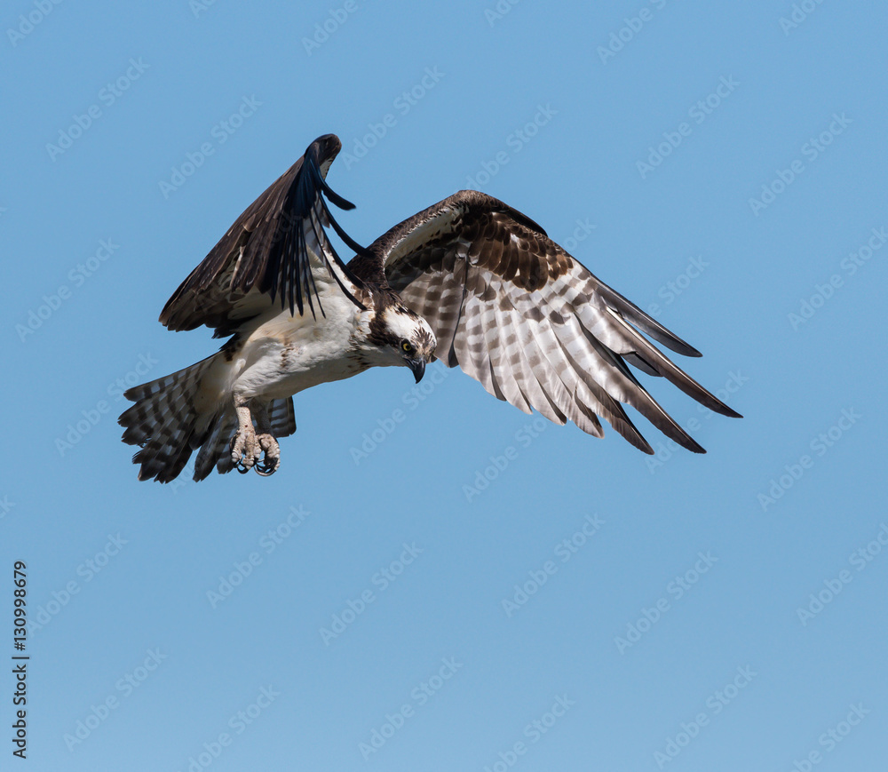 Obraz premium Osprey in Flight