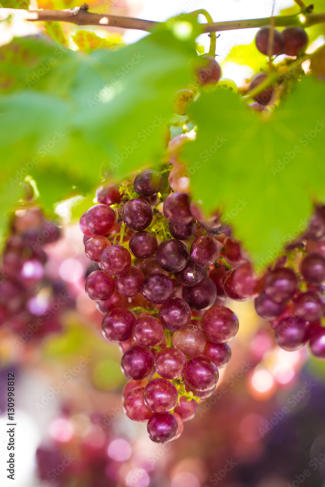 Bunch of red grapes hanging on a branch of tree with warm sun li