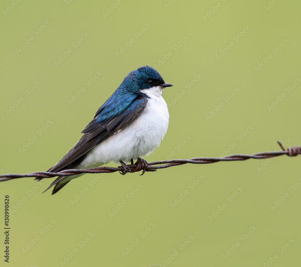 Obraz premium Tree Swallow