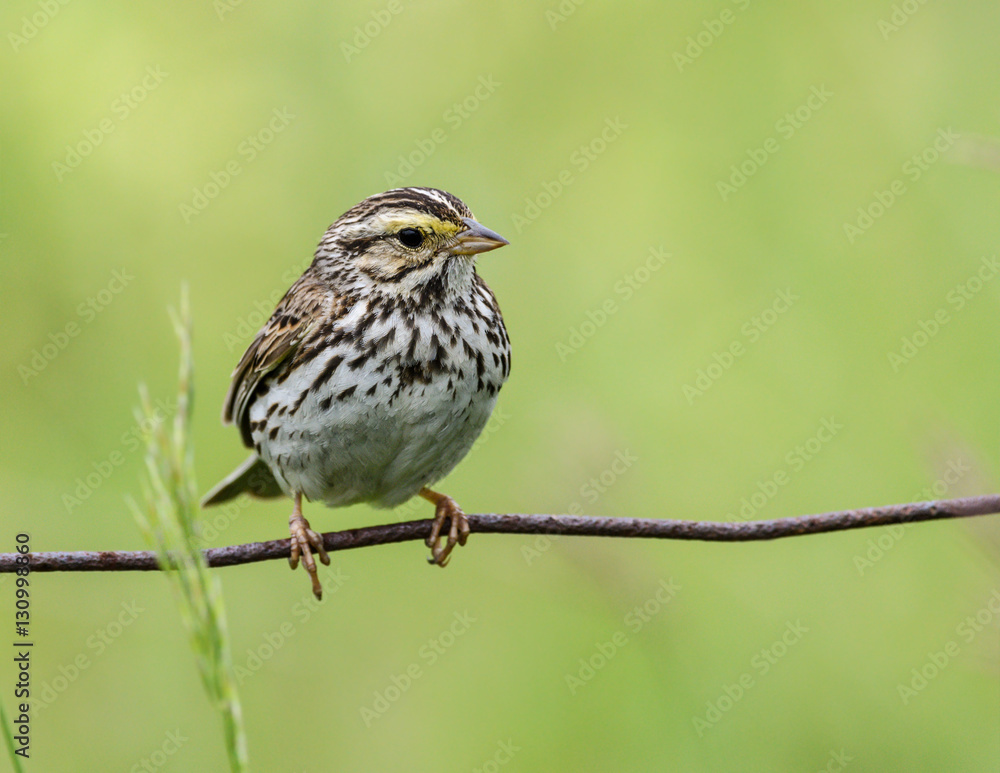 Fototapeta premium Savannah Sparrow on Green Background 
