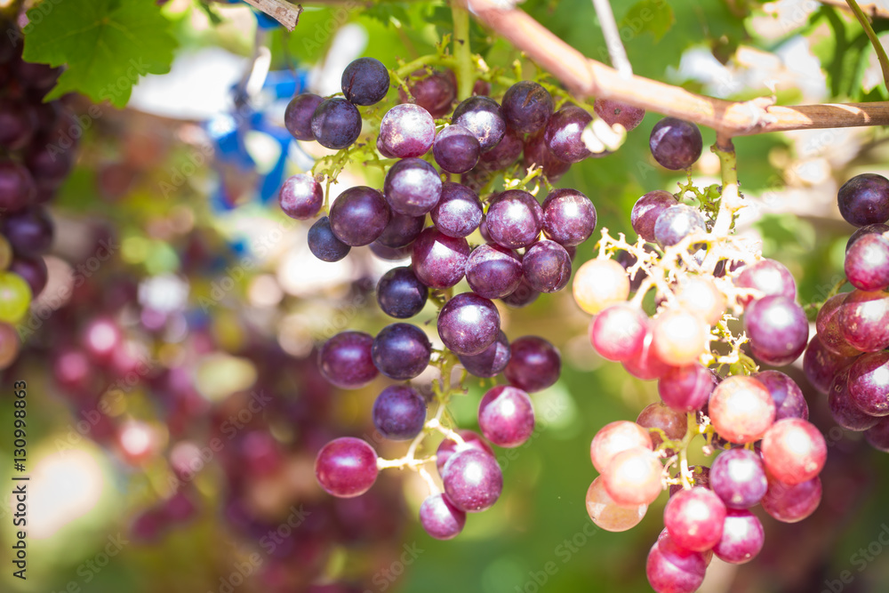Nature background with fresh vineyard in plantation harvest. Nature background with fresh vineyard in plantation harvest.