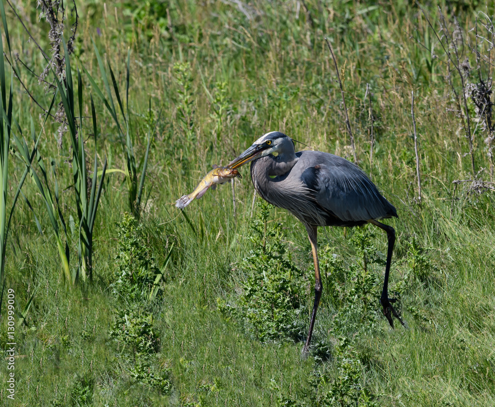 Fototapeta premium Great Blue Heron Caught a Fish