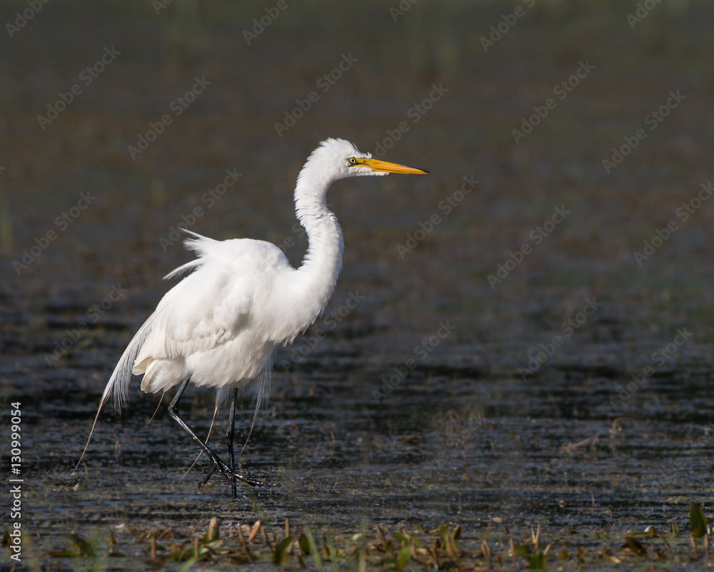 Great Egret Portrait Great Egret Portrait