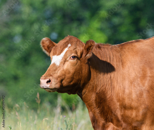 Cow Portrait © FotoRequest