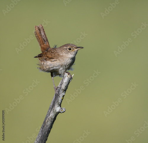 House Wren