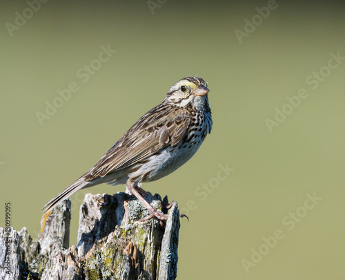 Savannah Sparrow  photo