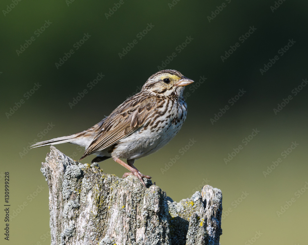 Savannah Sparrow on Green Background Savannah Sparrow on Green Background