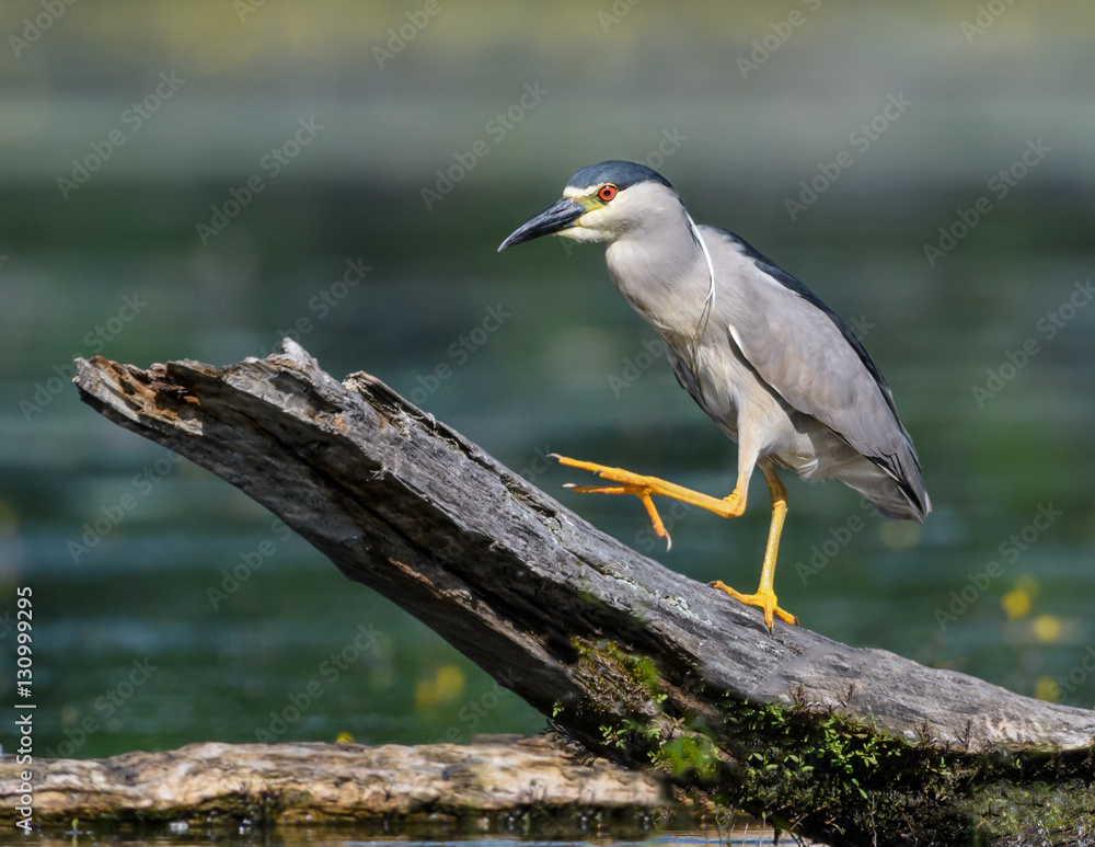 Fototapeta premium Black-crowned Night Heron