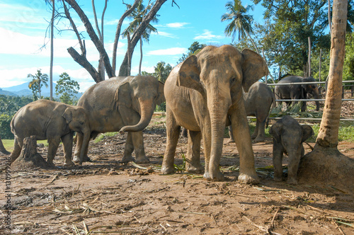 Elephants from the Pinnewala Elephant Orphanage © fotoember