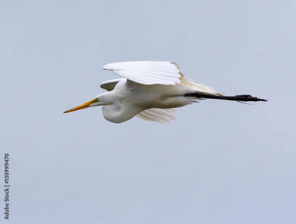 Great Egret with Reflection Fishing Great Egret with Reflection Fishing